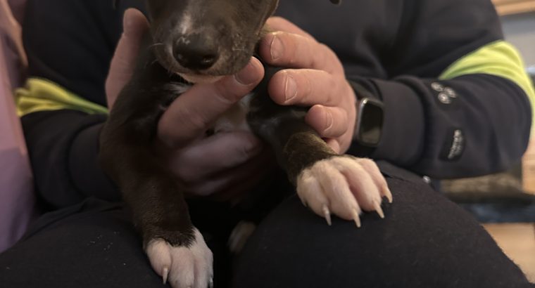 Miniature Whippets for Sale in Wicklow