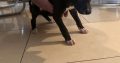 Miniature Whippets for Sale in Wicklow