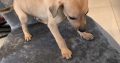 Miniature Whippets for Sale in Wicklow