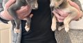Miniature Whippets for Sale in Wicklow