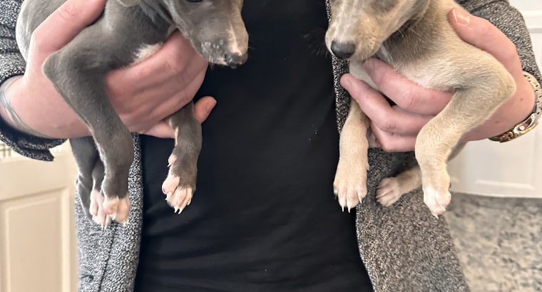 Miniature Whippets for Sale in Wicklow