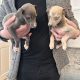 Miniature Whippets for Sale in Wicklow