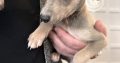 Miniature Whippets for Sale in Wicklow