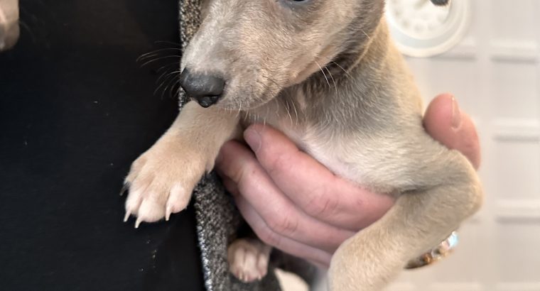Miniature Whippets for Sale in Wicklow