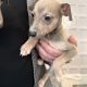 Miniature Whippets for Sale in Wicklow