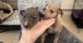 Miniature Whippets for Sale in Wicklow