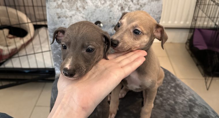 Miniature Whippets for Sale in Wicklow