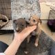 Miniature Whippets for Sale in Wicklow