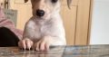 Miniature Whippets for Sale in Wicklow