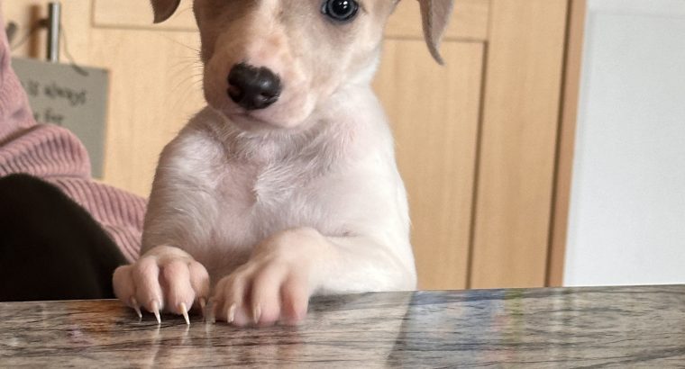 Miniature Whippets for Sale in Wicklow