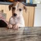 Miniature Whippets for Sale in Wicklow