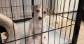 Miniature Whippets for Sale in Wicklow