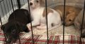 Miniature Whippets for Sale in Wicklow