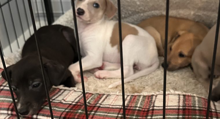 Miniature Whippets for Sale in Wicklow
