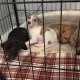 Miniature Whippets for Sale in Wicklow