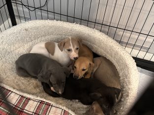 Miniature Whippets for Sale in Wicklow