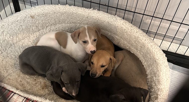 Miniature Whippets for Sale in Wicklow