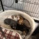 Miniature Whippets for Sale in Wicklow
