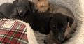 Miniature Whippets for Sale in Wicklow