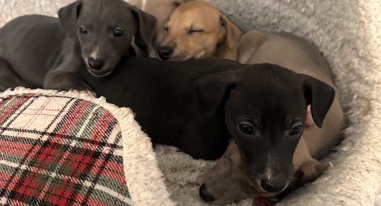 Miniature Whippets for Sale in Wicklow