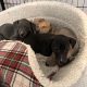 Miniature Whippets for Sale in Wicklow