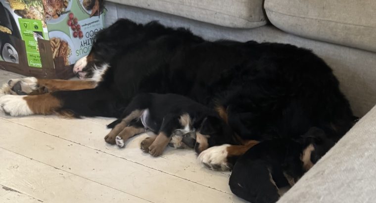 Bernese X