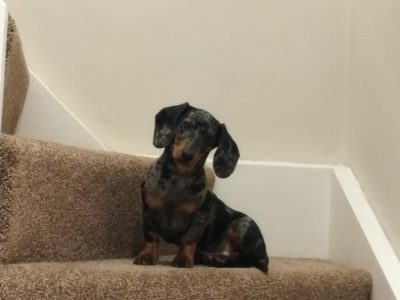 Miniature Dachshund in Little Island – Family Friendly