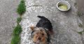 Yorkshire Terrier Puppies in Kinnegad – Playful