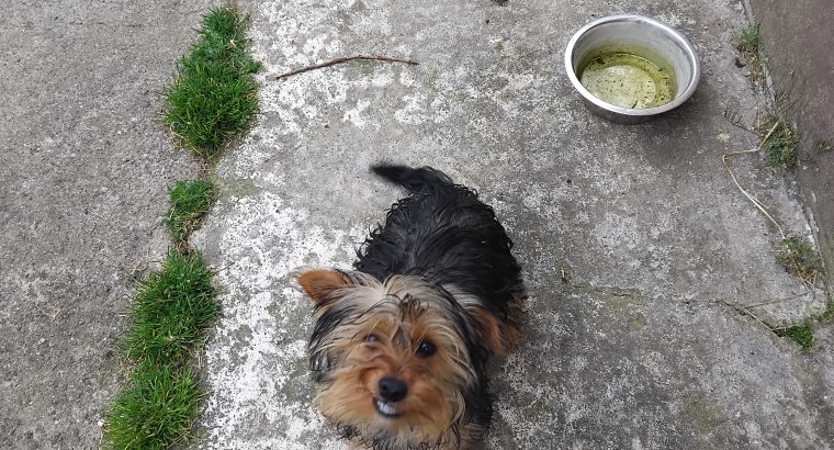 Yorkshire Terrier Puppies in Kinnegad – Playful