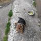 Yorkshire Terrier Puppies in Kinnegad – Playful