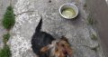 Yorkshire Terrier Puppies in Kinnegad – Playful