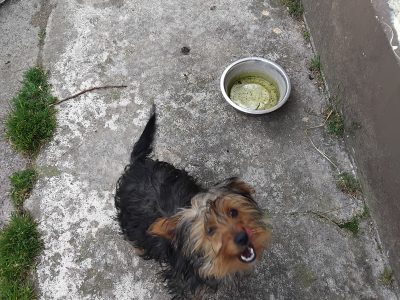 Yorkshire terrier pup 5 months