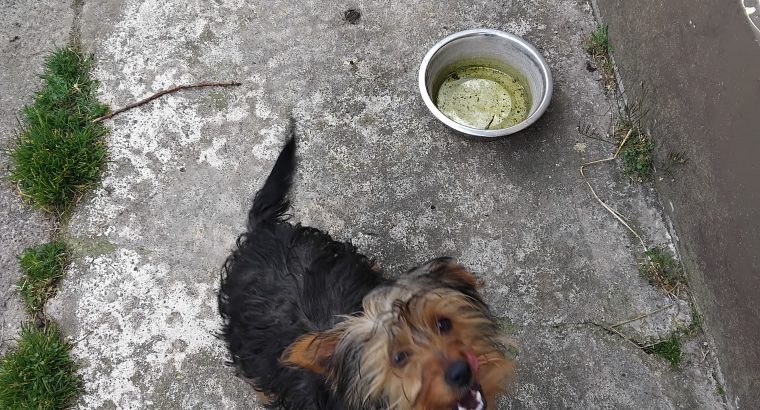 Yorkshire Terrier Puppies in Kinnegad – Playful