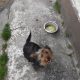 Yorkshire Terrier Puppies in Kinnegad – Playful
