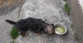 Yorkshire Terrier Puppies in Kinnegad – Playful