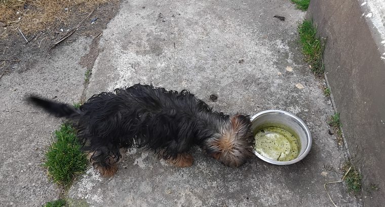 Yorkshire Terrier Puppies in Kinnegad – Playful
