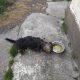 Yorkshire Terrier Puppies in Kinnegad – Playful