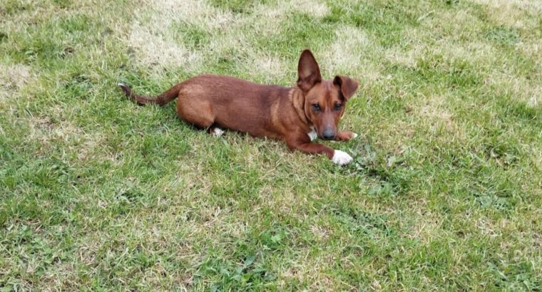 Jack Russell Puppies in Tipperary – Meet Milo