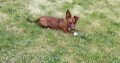Playful Jack Russell in Tipperary