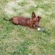 Playful Jack Russell in Tipperary