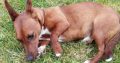 Playful Jack Russell in Tipperary