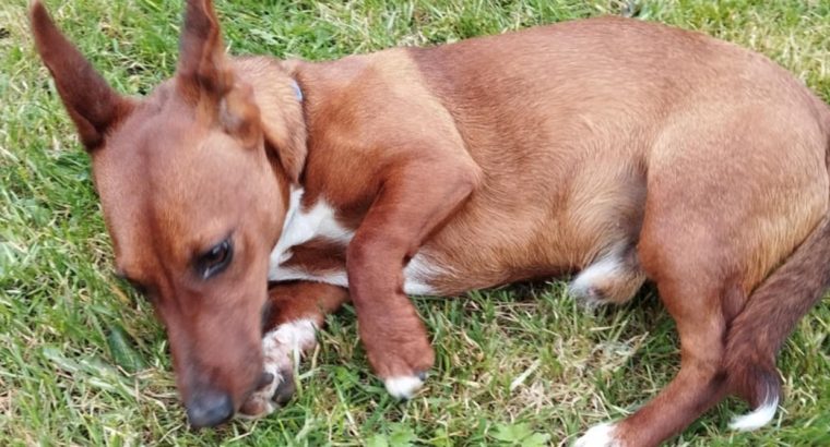Playful Jack Russell in Tipperary