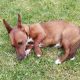 Playful Jack Russell in Tipperary