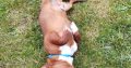 Jack Russell Puppies in Tipperary – Meet Milo