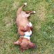 Jack Russell Puppies in Tipperary – Meet Milo