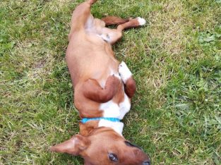 Playful Jack Russell in Tipperary