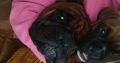 Boxer