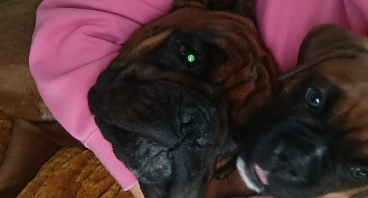 Boxer