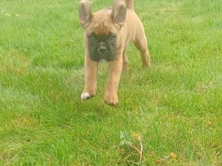 Boxer pup