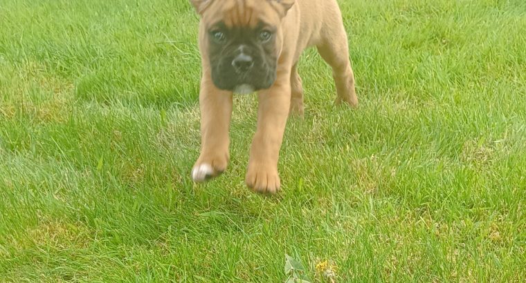Boxer